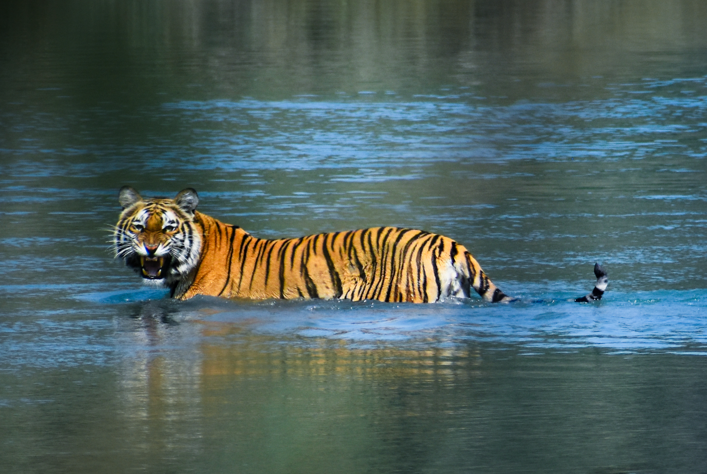 Bardia National Park